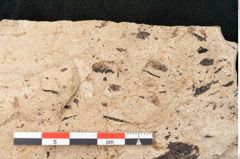 Foto (Detailansicht) von Equisetum haeringianum Ettingshausen (NHMW-GEO-2024-0188-8204)